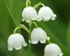 今月の花言葉の写真